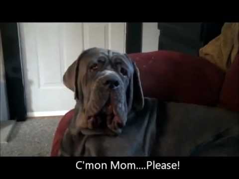neapolitan mastiff