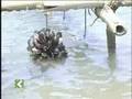 Mussel Cultivation in Kasaragod