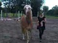 ich mit meinem Haflinger am Üben des Spanischen Schritts