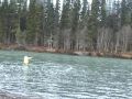 Spey Fishing And Big Animals