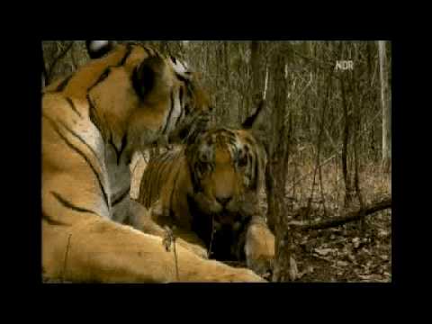 Die Geheime Welt Der Tiger - Gang Abenteurer TEIL 05/01