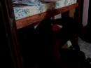 Diego y Panter, noches merlinas