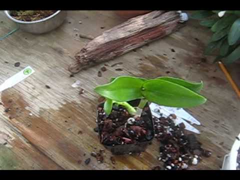 how to plant dendrobium