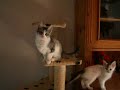 Turkish Angora kitten