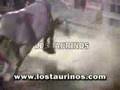 TORO EL PANAL - LOS TAURINOS MONTA DE TOROS COSTA RICA