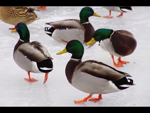 VIDEO: Migrating Canada Goose