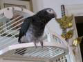My-African-Grey-s-Ne