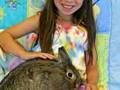 Adopt A Rabbit Today