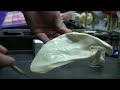 Pectoral Girdle Bones