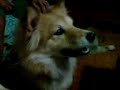my kisses, fighting against the cats...