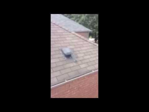 how to prevent squirrels from chewing on vent pipes