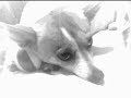 Wuf like a dog Wuf like a dog