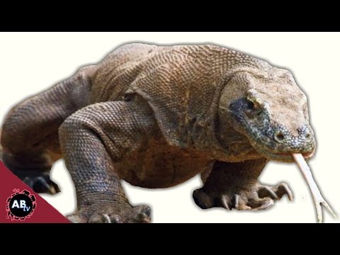 YouTube reptile video