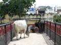 First steps in Udaipur - YouTube