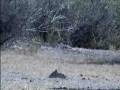 bowhunting with guy