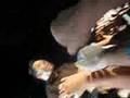 Assistir ao v�deo