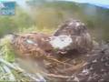 Nethy and Deshar Fledged Today