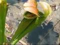 GIANT Sarracenia rubra ssp. gulfensis