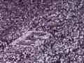 Hey Baby! Beaver Stadium/Penn State Tradition