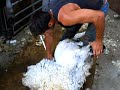 sheep shearing in england sheep shearing in england
