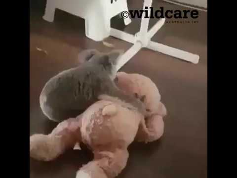 Baby Koala Enjoys Some Playtime on Gold Coast After Rescue