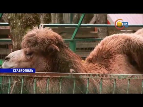 Верблюжонок зоопарк СТВ Верблюжонок зоопарк СТВ