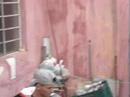 virgem  havano