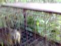 videos de Nutria in gabbia