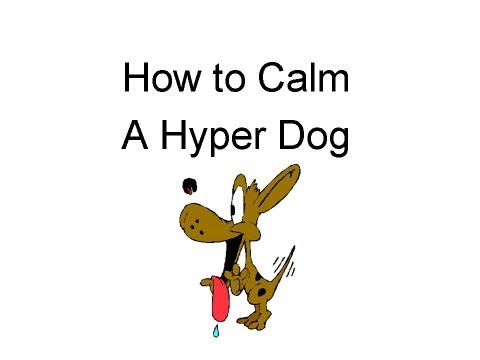 how to train hyper dog