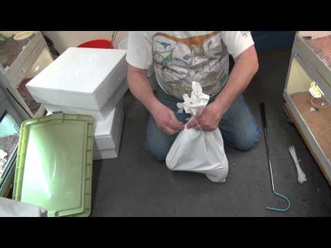 YouTube reptile video