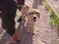 Maskottchen Paul