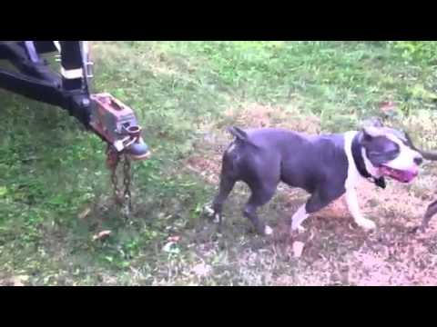 3 pitbulls