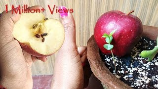 Grow Apple tree at home  सेव का पौ�