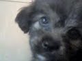 PUP ups PUP ups