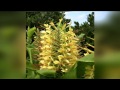 PL Set 4 Ginger Lilies  Jumbo corms