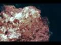 videos de Warren Diver - Capo Caccia, Grotta dei Cervi