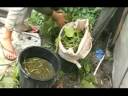 Composting Catalyst