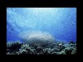 conservation marine [HD]
