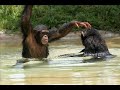 MONKEYS APES GORILLAS AND ORANGUTANS MONKEYS APES GORILLAS AND ORANGUTANS