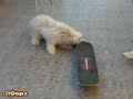 Buddy and Cookie - Tony Hawks Skate or Die