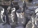 Penguins, South Africa Penguins, South Africa