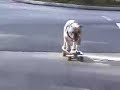 AMAZING SKATEBOAR\
