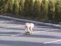AMAZING SKATEBOAR'DOG