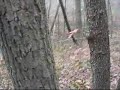 Tracking a sasquatch!