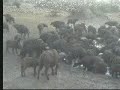 Herd of cape buffalo visit the waterhole at Nkorho.  July 22, 200717:30CAT