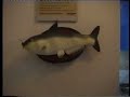 Carp Fishing Mequinenza 2002