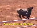 Marriott Hotels LIES about ending rodeo sponsorship