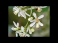Buy Neem Oil Products
