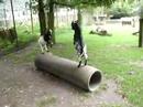 Botsing Botsing
