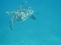 tartaruga-maldive-tartle-maldives.html